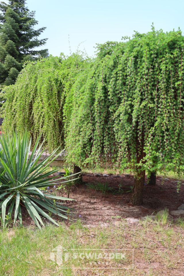 dom wolnostojący, 5 pokoi Szczecinek, ul. Cypriana Kamila Norwida. Zdjęcie 40