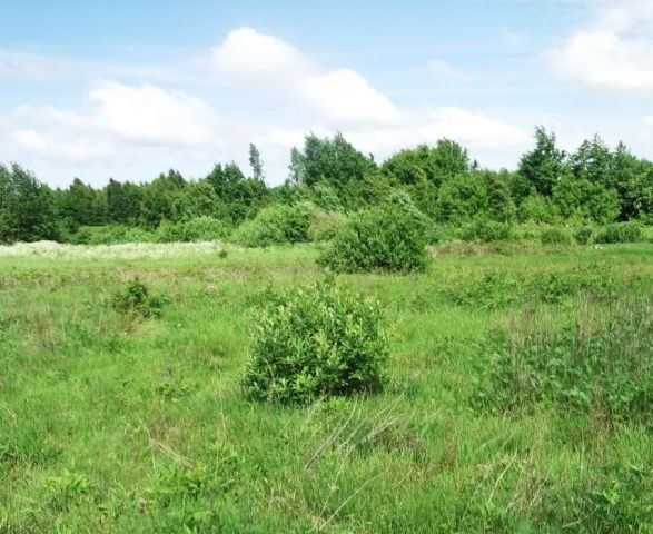 Działka rolna Boryszewo. Zdjęcie 1
