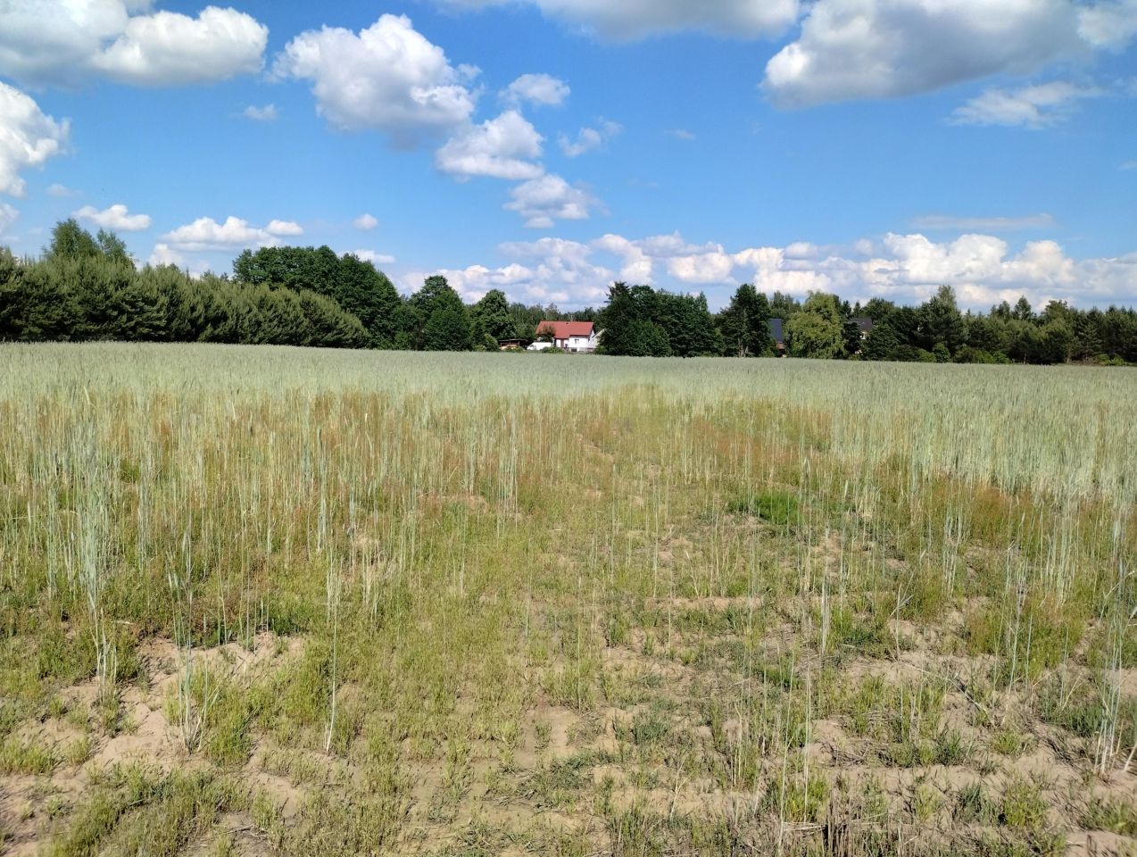 Działka rekreacyjna Burlaki Holendry, ul. Holendrów. Zdjęcie 1