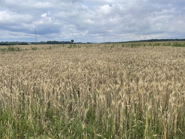 Działka inna Strzebiń, ul. Kosmonautów. Zdjęcie 1