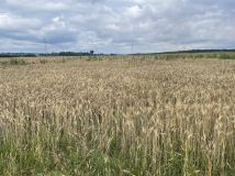 Działka rolna Strzebiń, ul. Kosmonautów