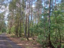 Działka leśna Czerwonka-Gozdów. Zdjęcie 3