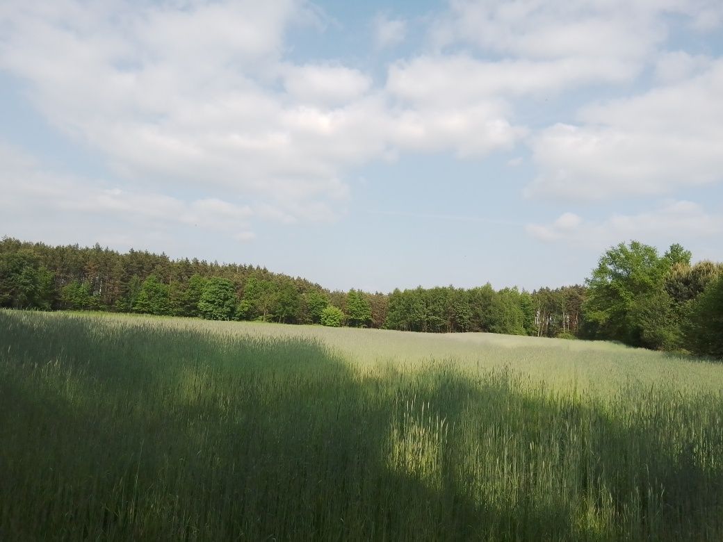 Działka rolno-budowlana Zofia. Zdjęcie 8