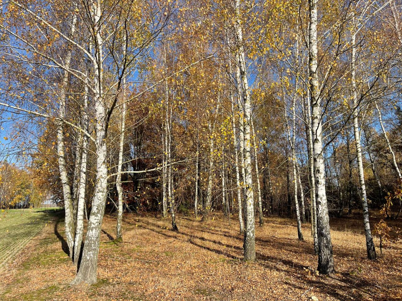 Działka budowlana Iwowe. Zdjęcie 9