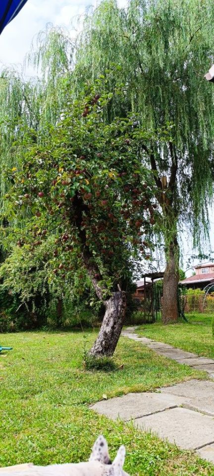 Działka rod Proszowice. Zdjęcie 2