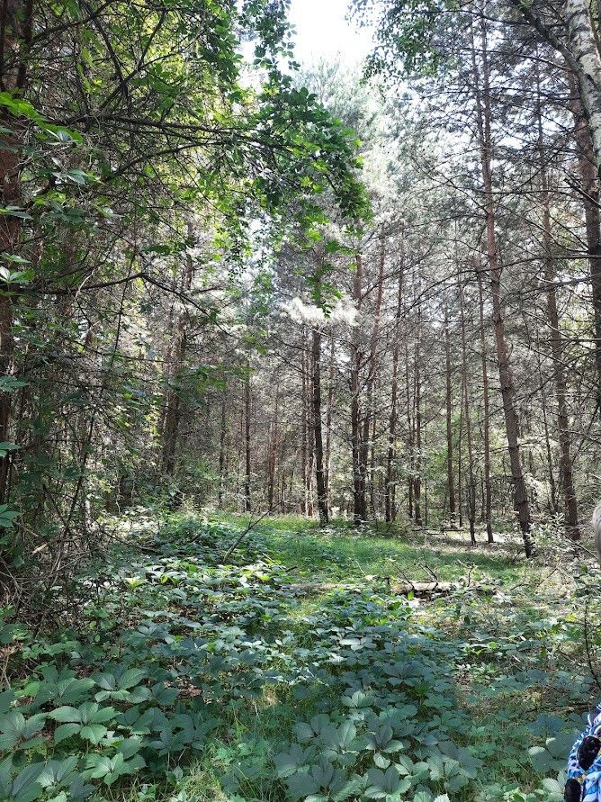 Działka leśna Żarki-Letnisko, ul. Jasna. Zdjęcie 7