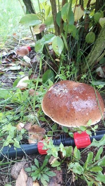 Działka rolno-budowlana Sierzchowy. Zdjęcie 9