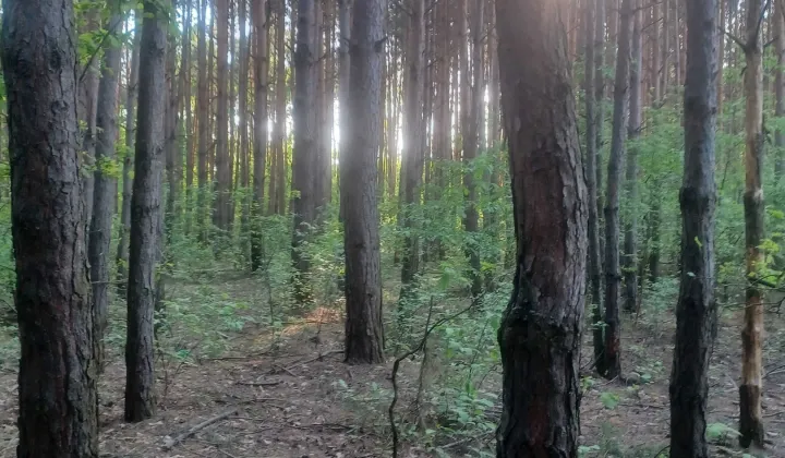 Działka leśna Wola Wadowska