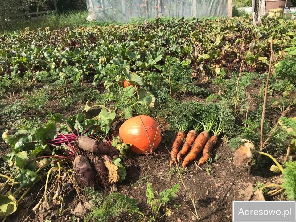 Działka rod Kuków. Zdjęcie 7