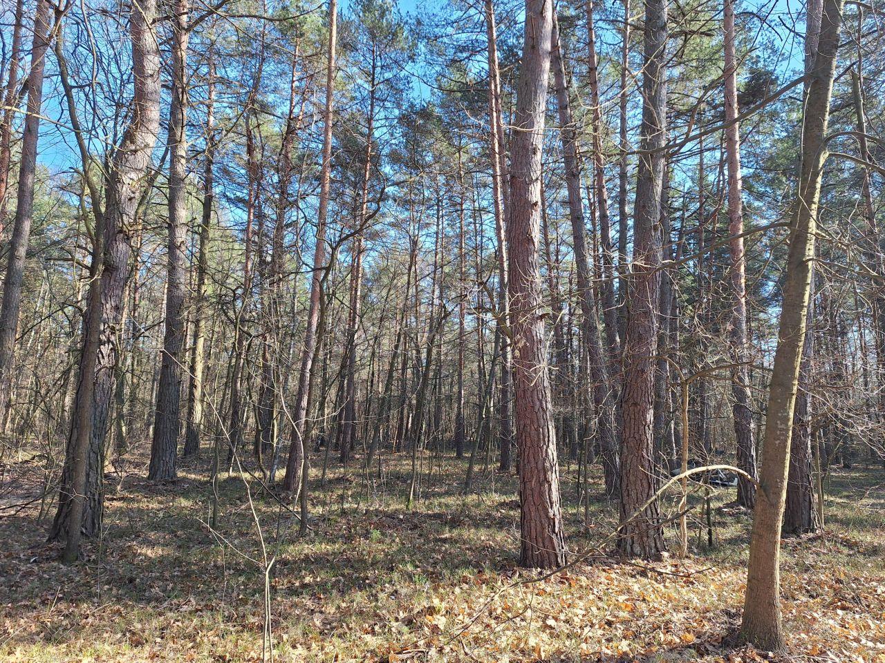Działka leśna Otwock Świerk. Zdjęcie 2