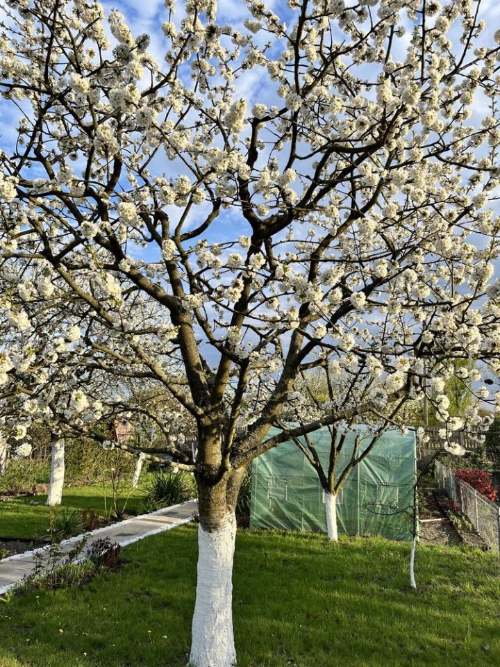 Działka rod Wrocław Śródmieście, ul. Rakowiecka. Zdjęcie 6