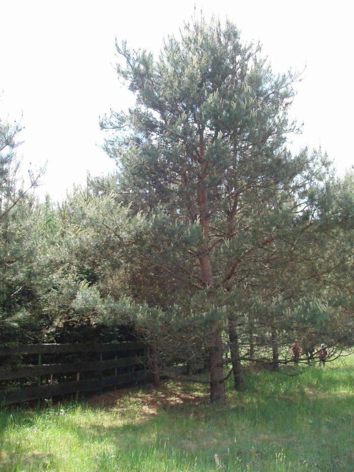 Działka budowlana Natać Wielka. Zdjęcie 3