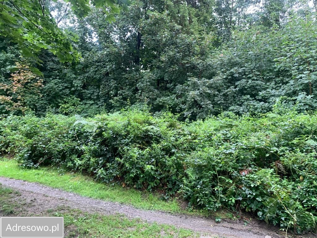 Działka budowlana Jarnołtówek. Zdjęcie 9