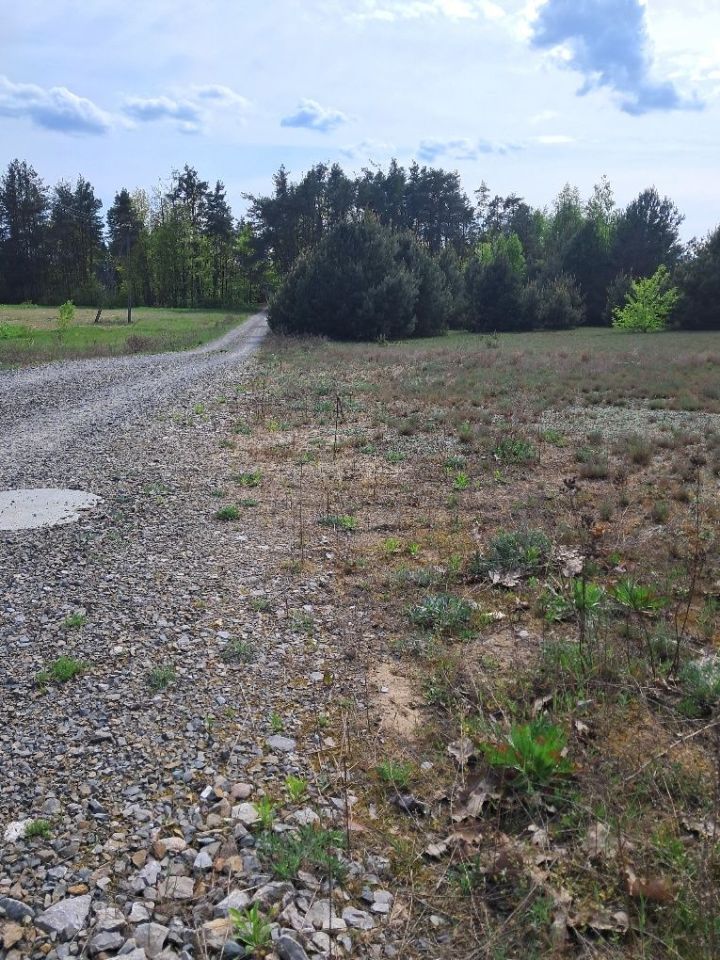 Działka rolna Dąbrowa Kozłowska. Zdjęcie 5