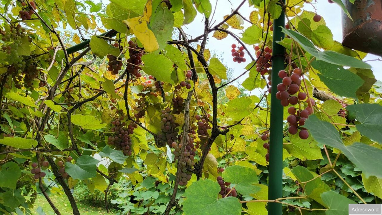 Działka rod Płouszowice. Zdjęcie 10