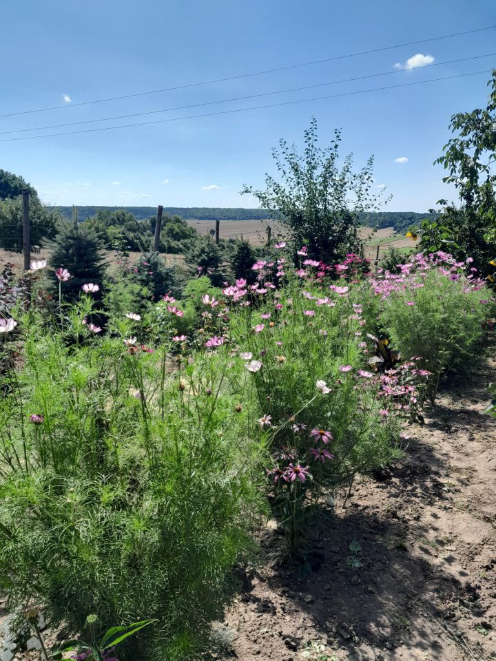 dom wolnostojący, 5 pokoi Grabowiec-Góra. Zdjęcie 13