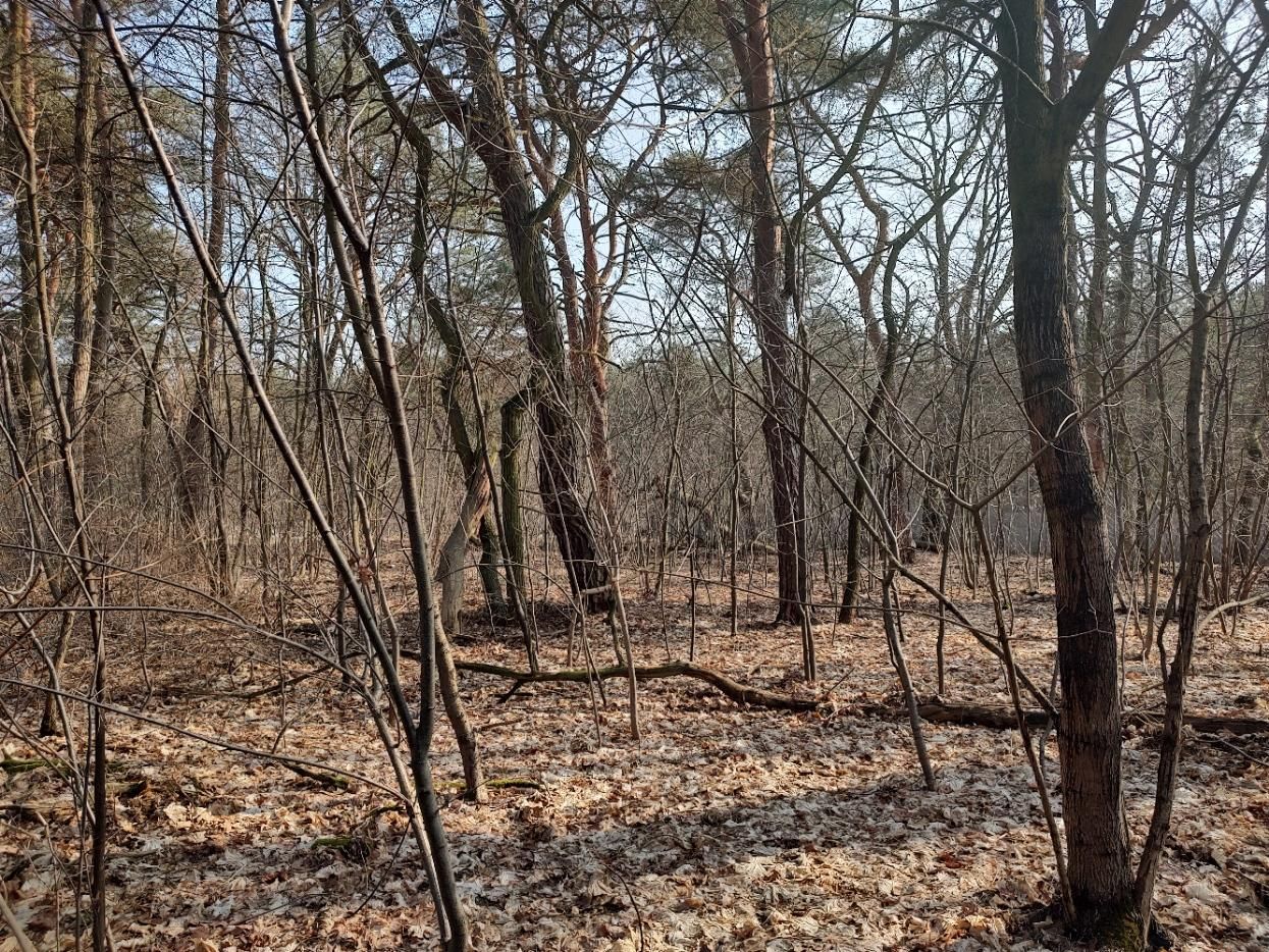 Działka budowlana Józefów Dębinka, ul. Owalna. Zdjęcie 6