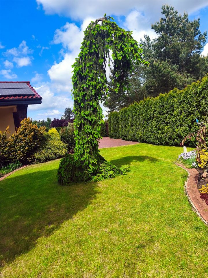 dom wolnostojący, 7 pokoi Tanowo. Zdjęcie 12