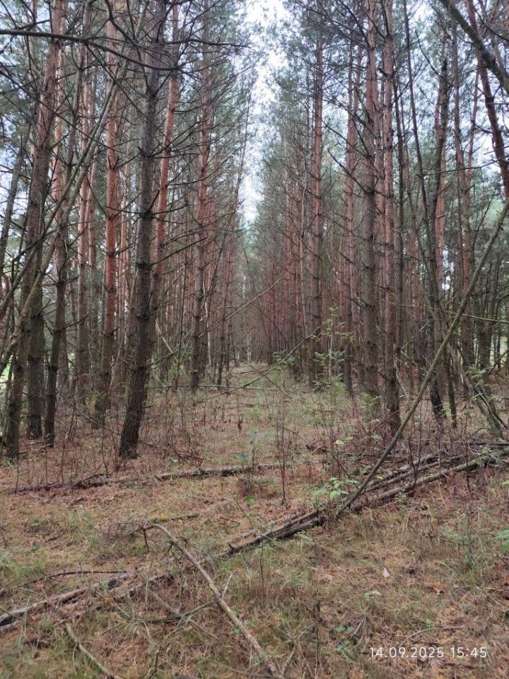 Działka leśna Miłosław. Zdjęcie 7