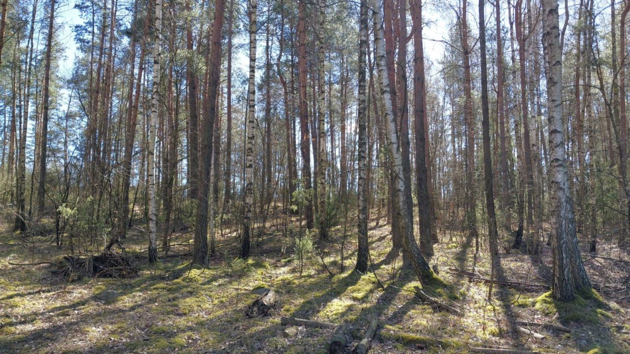 Działka Skieblewo. Zdjęcie 7