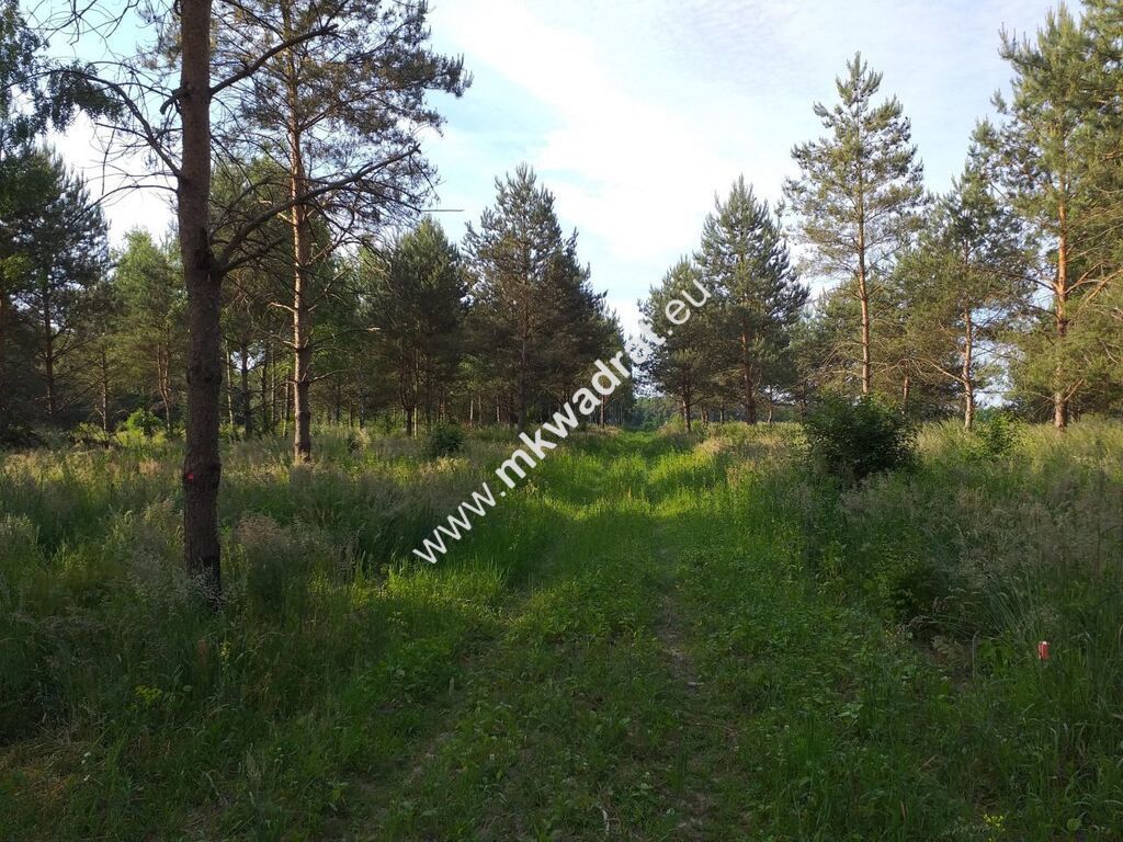 Działka Tłumy. Zdjęcie 8