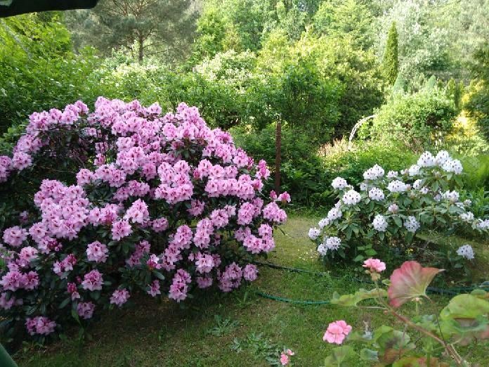 Działka rekreacyjna Łosie, ul. Czyżyka. Zdjęcie 32