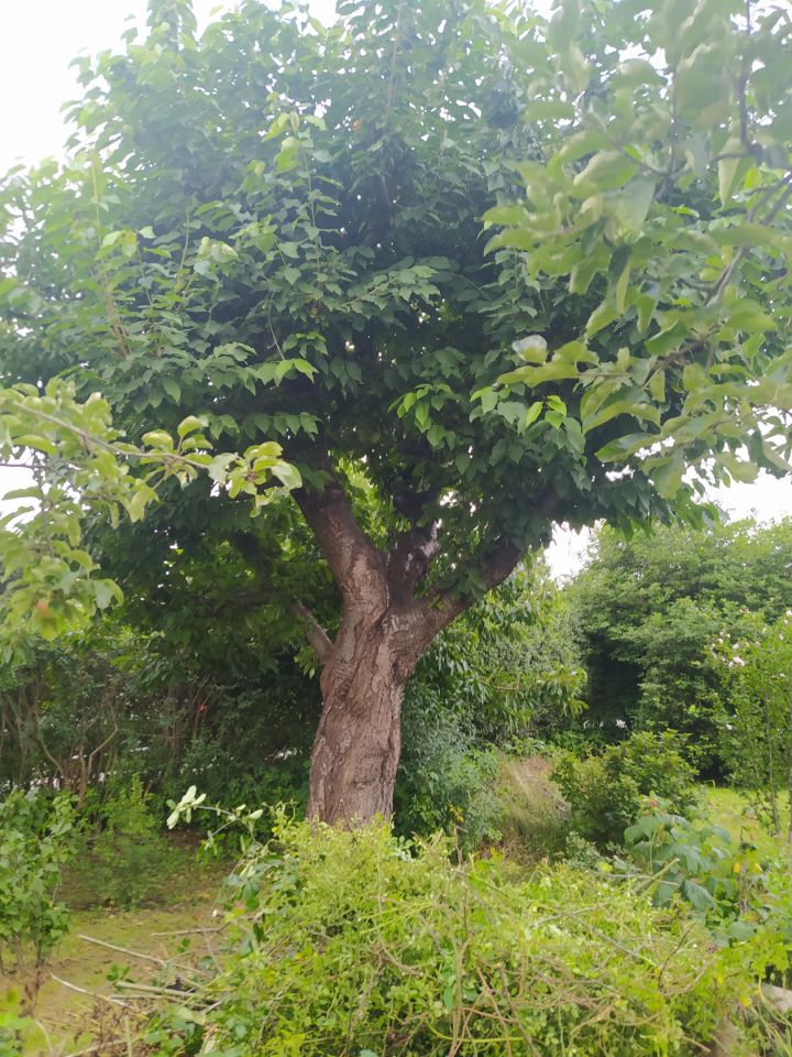 Działka rod Nowy Sącz Nowa Kolonia, ul. 29 Listopada. Zdjęcie 6