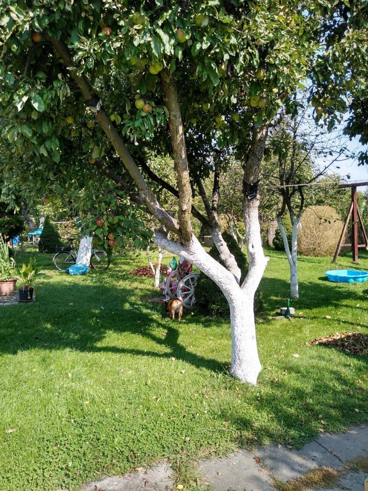 Działka rod Zabrze, ul. Stanisława Webera. Zdjęcie 7