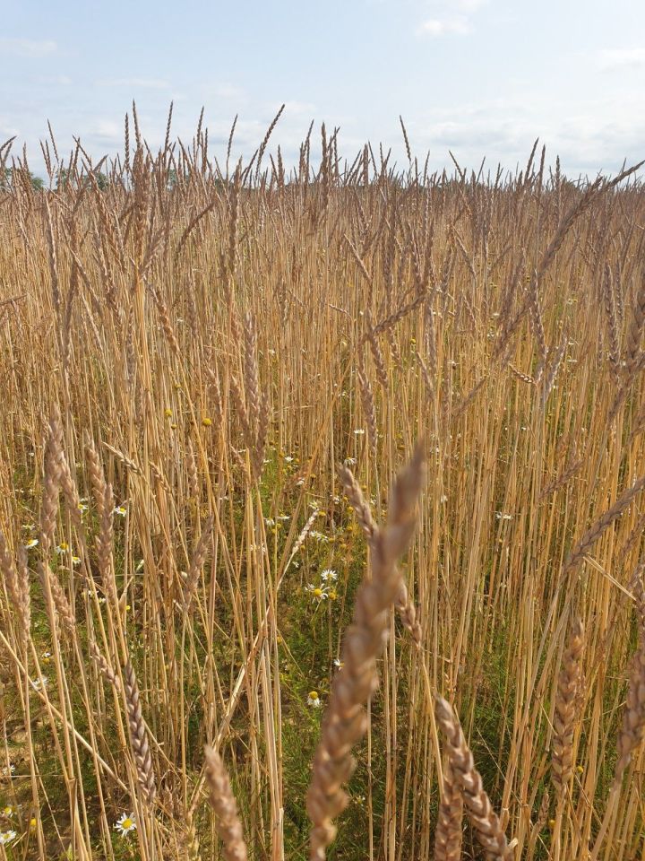 gospodarstwo Darzowice. Zdjęcie 6