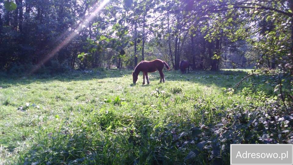 Działka rolna Płaciszewo. Zdjęcie 2