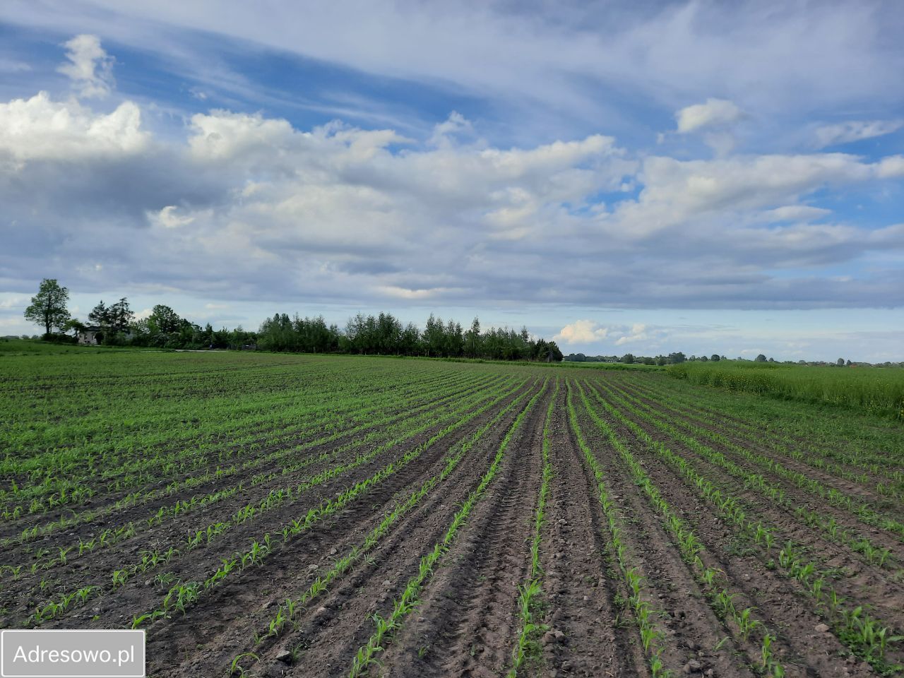 Działka budowlana Papowo Toruńskie Drążkowo, ul. Brzozowa. Zdjęcie 10