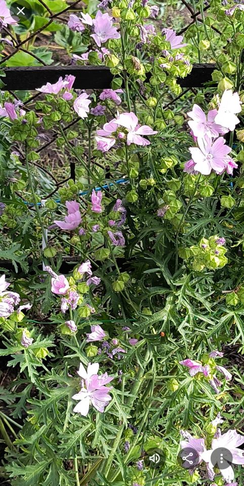 Działka rod Włocławek Lisek, ul. Jastrzębia. Zdjęcie 9