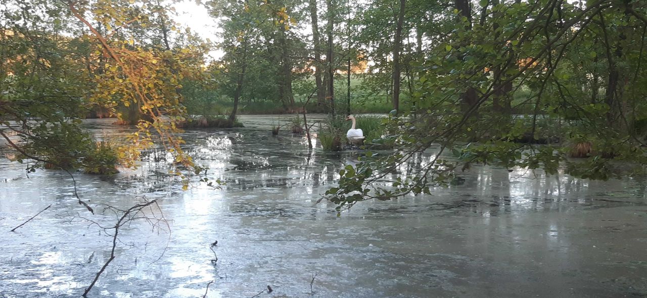 Działka rekreacyjna Budy Lucieńskie. Zdjęcie 5