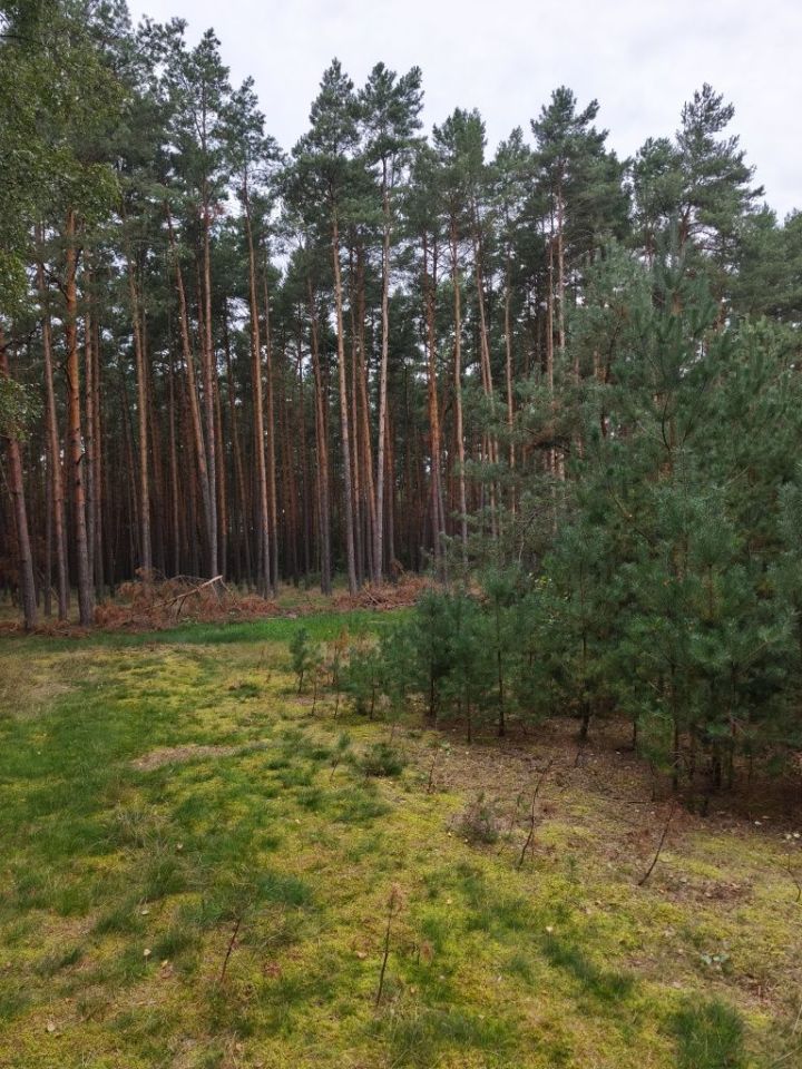 Działka budowlana Rojewo. Zdjęcie 5