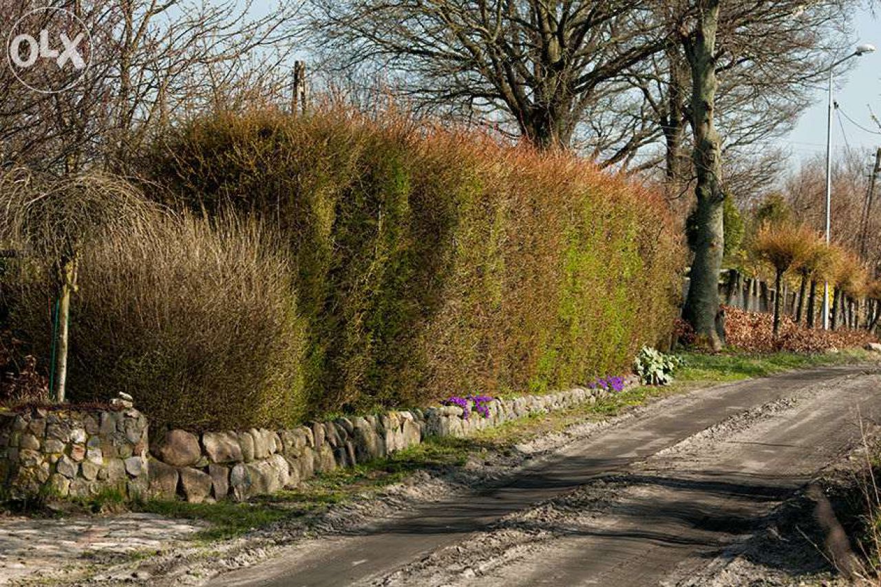 gospodarstwo Leszczyn. Zdjęcie 5