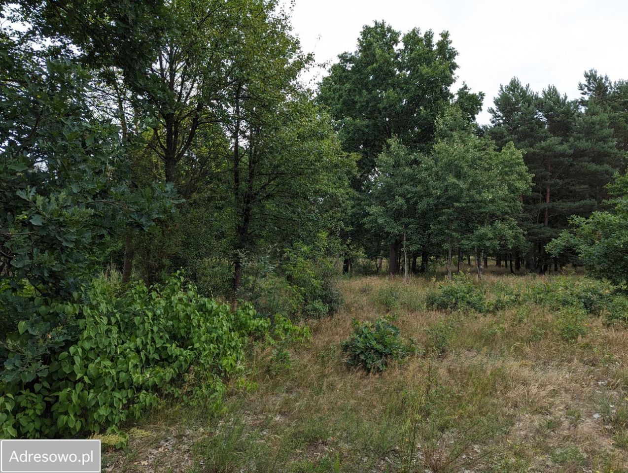 Działka rolno-budowlana Andrzejów. Zdjęcie 10
