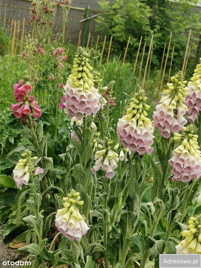 dom wolnostojący, 3 pokoje Drążgów. Zdjęcie 3