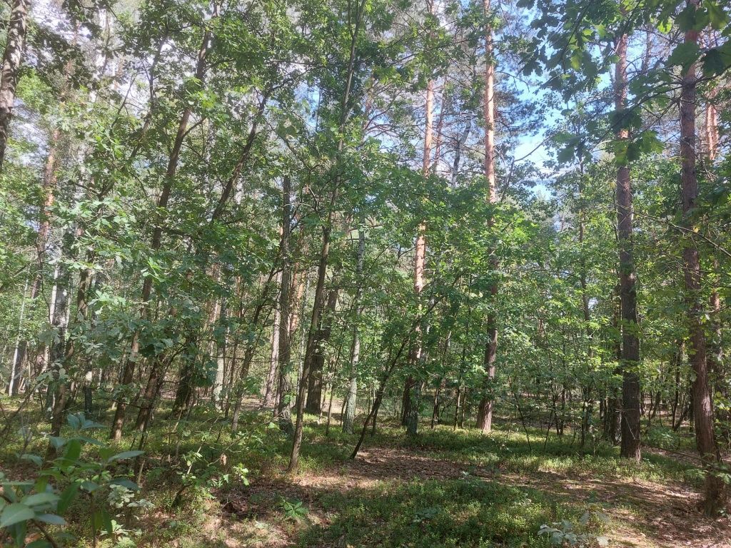 Działka leśna Czerwonka-Gozdów. Zdjęcie 3