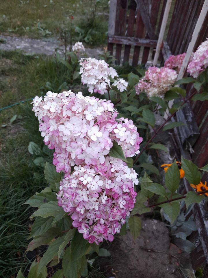 Działka rod Białystok Wygoda, ul. 42 Pułku Piechoty. Zdjęcie 7