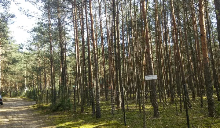 Działka leśna Kolonie Stanisławów