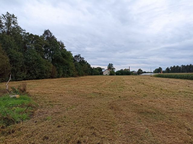 Działka rolno-budowlana Rylowa. Zdjęcie 1