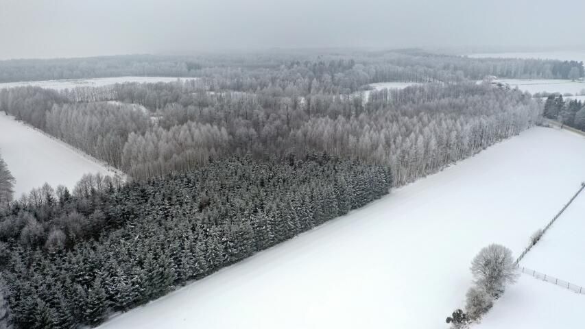 Działka leśna Harsz. Zdjęcie 10