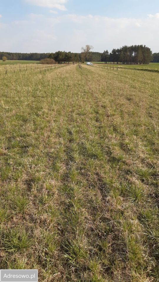 Działka rolno-budowlana Nowy Sumin. Zdjęcie 4