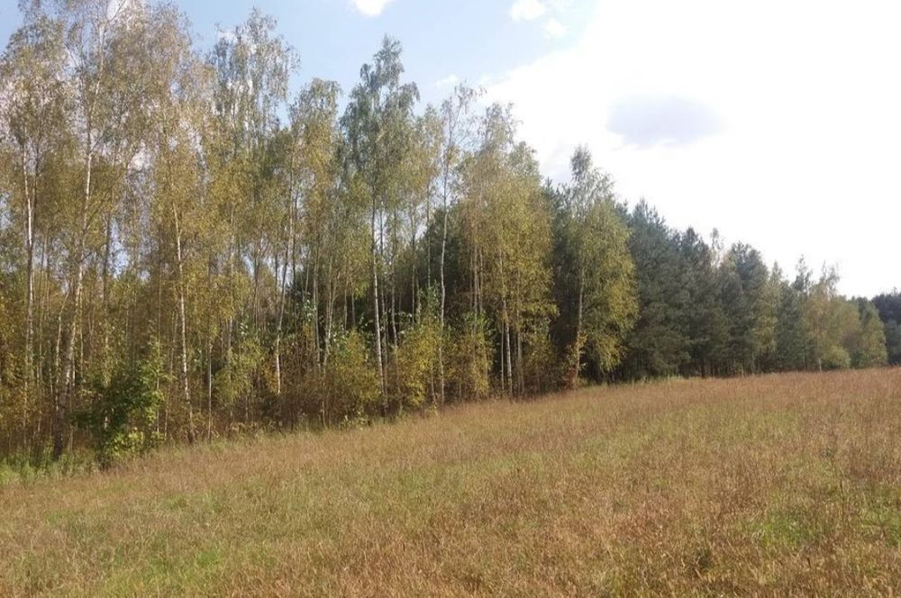 Działka leśna Okalewko