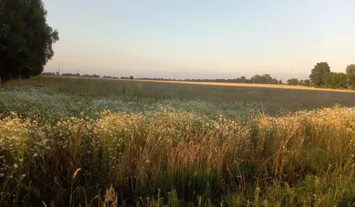 Działka rolna Dziektarzew