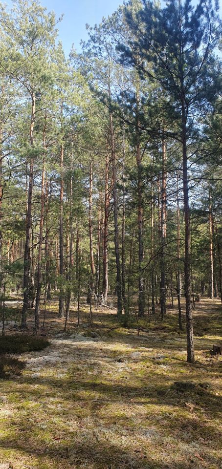 Działka budowlana Arciechów, ul. Jemiołuszki. Zdjęcie 9