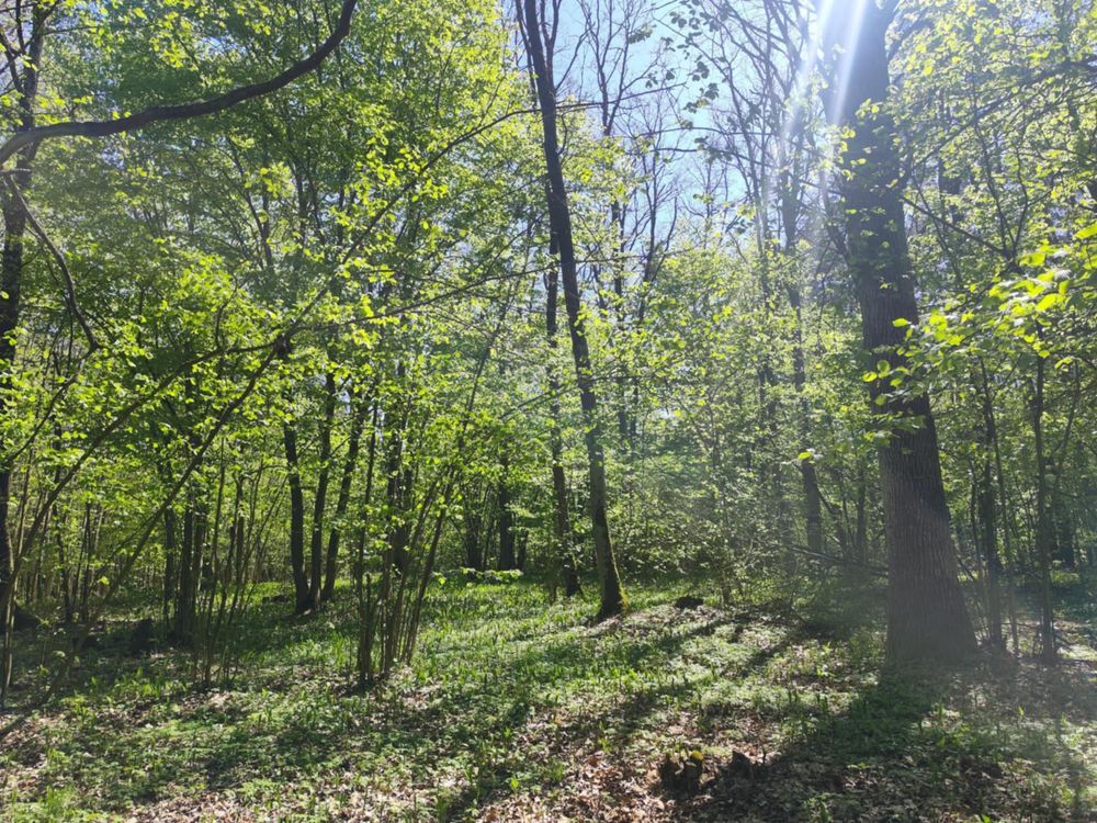 Działka leśna Niwiski. Zdjęcie 6