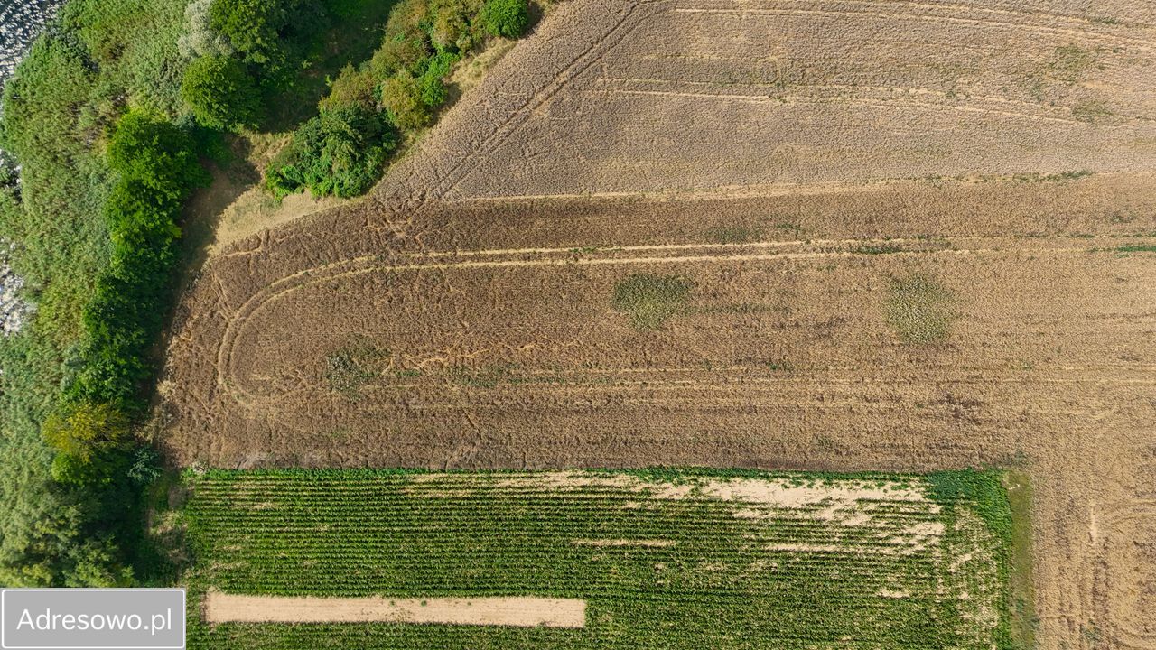 Działka rolna Chrzypsko Wielkie. Zdjęcie 2