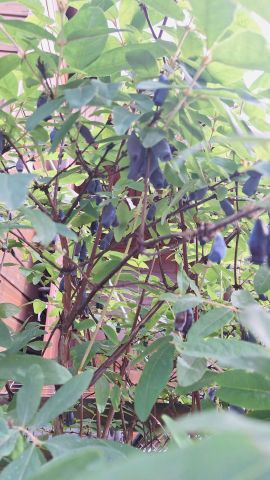 Działka rod Warszawa Marymont, ul. Klaudyny. Zdjęcie 18