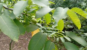 Działka rod Wrocław Zacisze